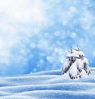 forest in the frost. Winter landscape. Snow covered trees. photo