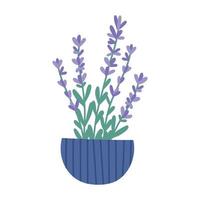 linda lavanda floreciente en maceta, ilustración vectorial plana aislada en fondo blanco. flores de primavera en flor. planta de interior en maceta. elemento interior de casa dibujado a mano. vector