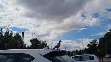 schattige duiven op parkeerplaats video