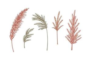 Set of pampas grass branches. Modern floristry design elements. Vector illustration in sketch style