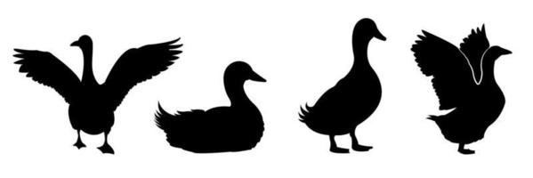 un conjunto de siluetas vectoriales de pato aisladas en un fondo blanco. vector