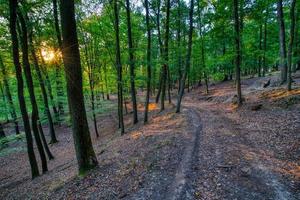 Landscape shot in forest photo