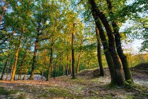 tiro de paisaje en el bosque foto