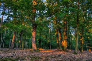 Landscape shot in forest photo