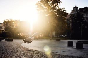 Pidgeon flying in the city photo