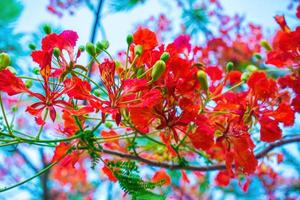 Summer Poinciana phoenix is a flowering plant species live in the tropics or subtropics. Red Flame Tree Flower, Royal Poinciana photo