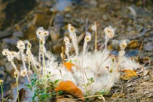 Closeup of a cotton web nest hanging from a tree branch with leaves and sticks tangled in it. photo