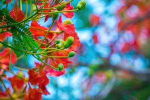 Summer Poinciana phoenix is a flowering plant species live in the tropics or subtropics. Red Flame Tree Flower, Royal Poinciana photo