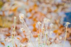 Closeup of a cotton web nest hanging from a tree branch with leaves and sticks tangled in it. photo