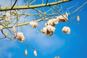 árbol de algodón de seda blanca ceiba pentandra, kapuk randu javanese, la fruta perenne se puede usar para hacer colchones y almohadas. foto