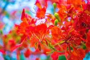 Summer Poinciana phoenix is a flowering plant species live in the tropics or subtropics. Red Flame Tree Flower, Royal Poinciana photo