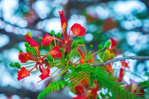 Summer Poinciana phoenix is a flowering plant species live in the tropics or subtropics. Red Flame Tree Flower, Royal Poinciana photo