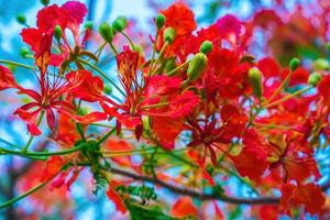 Summer Poinciana phoenix is a flowering plant species live in the tropics or subtropics. Red Flame Tree Flower, Royal Poinciana photo