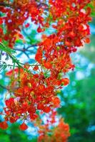 Summer Poinciana phoenix is a flowering plant species live in the tropics or subtropics. Red Flame Tree Flower, Royal Poinciana photo