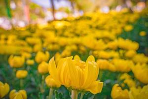 coloridas flores de crisantemo amarillo y naranja florecen en la granja. primer plano de la flor de crisantemo de color amarillo. patrones naturales de pétalos de flores. Enfoque selectivo utilizado. foto