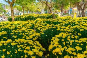 Colorful yellow and orange chrysanthemum flower bloom in the farm. Close up of yellow colored chrysanthemum flower. Natural patterns of flower petals. Used selective focus. photo