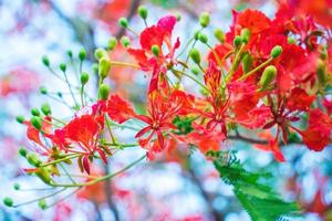 Summer Poinciana phoenix is a flowering plant species live in the tropics or subtropics. Red Flame Tree Flower, Royal Poinciana photo