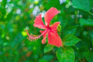 El primer plano de hibiscus rosa-sinensis, conocido coloquialmente como hibisco chino, se cultiva ampliamente como planta ornamental. hibiscus rosa-sinensis en detalle de primer plano foto