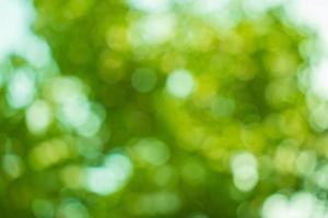 Sunny abstract green nature background. Abstract blur green color for background. Blur natural green leaves bokeh background photo