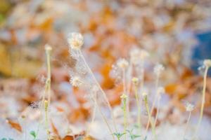Closeup of a cotton web nest hanging from a tree branch with leaves and sticks tangled in it. photo