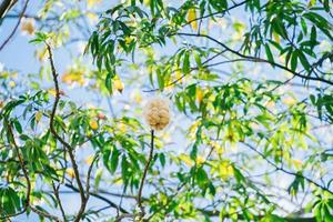 árbol de algodón de seda blanca ceiba pentandra, kapuk randu javanese, la fruta perenne se puede usar para hacer colchones y almohadas. foto