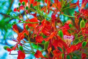 Summer Poinciana phoenix is a flowering plant species live in the tropics or subtropics. Red Flame Tree Flower, Royal Poinciana photo