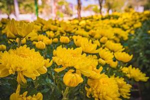 coloridas flores de crisantemo amarillo y naranja florecen en la granja. primer plano de la flor de crisantemo de color amarillo. patrones naturales de pétalos de flores. Enfoque selectivo utilizado. foto