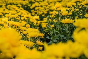 Colorful yellow and orange chrysanthemum flower bloom in the farm. Close up of yellow colored chrysanthemum flower. Natural patterns of flower petals. Used selective focus. photo