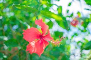 El primer plano de hibiscus rosa-sinensis, conocido coloquialmente como hibisco chino, se cultiva ampliamente como planta ornamental. hibiscus rosa-sinensis en detalle de primer plano foto