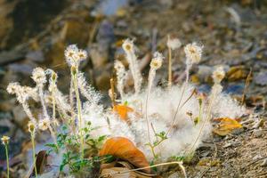 Closeup of a cotton web nest hanging from a tree branch with leaves and sticks tangled in it. photo