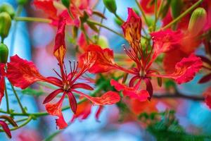 Summer Poinciana phoenix is a flowering plant species live in the tropics or subtropics. Red Flame Tree Flower, Royal Poinciana photo