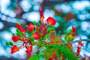 Summer Poinciana phoenix is a flowering plant species live in the tropics or subtropics. Red Flame Tree Flower, Royal Poinciana photo