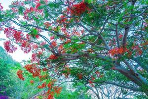 Summer Poinciana phoenix is a flowering plant species live in the tropics or subtropics. Red Flame Tree Flower, Royal Poinciana photo