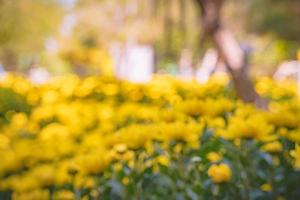 Colorful yellow and orange chrysanthemum flower bloom in the farm. Close up of yellow colored chrysanthemum flower. Natural patterns of flower petals. Used selective focus. photo