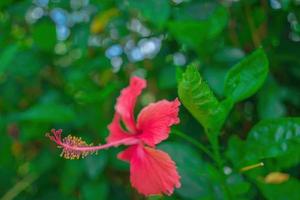 Close up of Hibiscus rosa-sinensis, known colloquially as Chinese hibiscus is widely grown as an ornamental plant. Hibiscus rosa-sinensis in close-up detail photo