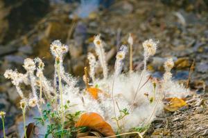 Closeup of a cotton web nest hanging from a tree branch with leaves and sticks tangled in it. photo