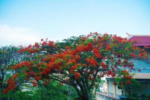 Summer poinciana phoenix es una especie de planta con flores que vive en los trópicos o subtrópicos. flor de árbol de llama roja, poinciana real foto