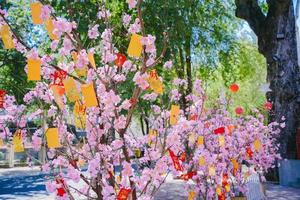 flores de colores florecen en un pequeño pueblo antes del festival tet, año lunar de vietnam. flor de durazno, el símbolo del año nuevo lunar vietnamita foto