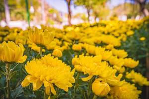 coloridas flores de crisantemo amarillo y naranja florecen en la granja. primer plano de la flor de crisantemo de color amarillo. patrones naturales de pétalos de flores. Enfoque selectivo utilizado. foto