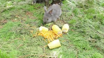 conejos jóvenes comiendo zanahoria fresca y maíz video