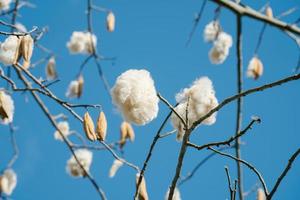 árbol de algodón de seda blanca ceiba pentandra, kapuk randu javanese, la fruta perenne se puede usar para hacer colchones y almohadas. foto