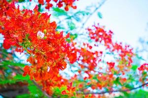 Summer Poinciana phoenix is a flowering plant species live in the tropics or subtropics. Red Flame Tree Flower, Royal Poinciana photo