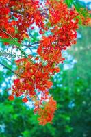 Summer Poinciana phoenix is a flowering plant species live in the tropics or subtropics. Red Flame Tree Flower, Royal Poinciana photo