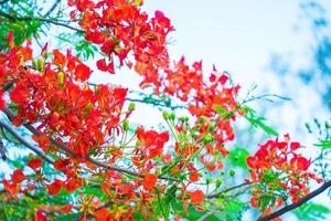 Summer Poinciana phoenix is a flowering plant species live in the tropics or subtropics. Red Flame Tree Flower, Royal Poinciana photo