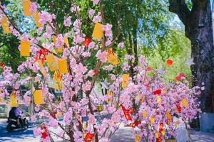 flores de colores florecen en un pequeño pueblo antes del festival tet, año lunar de vietnam. flor de durazno, el símbolo del año nuevo lunar vietnamita foto