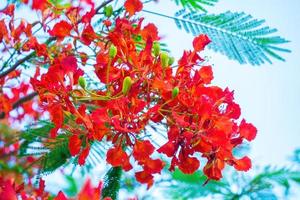 Summer Poinciana phoenix is a flowering plant species live in the tropics or subtropics. Red Flame Tree Flower, Royal Poinciana photo