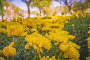 Colorful yellow and orange chrysanthemum flower bloom in the farm. Close up of yellow colored chrysanthemum flower. Natural patterns of flower petals. Used selective focus. photo