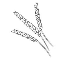 Wheat spikelet sketch, flat vector, isolate on white vector