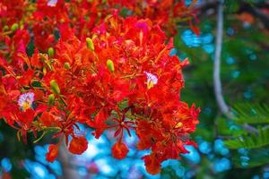 Summer Poinciana phoenix is a flowering plant species live in the tropics or subtropics. Red Flame Tree Flower, Royal Poinciana photo