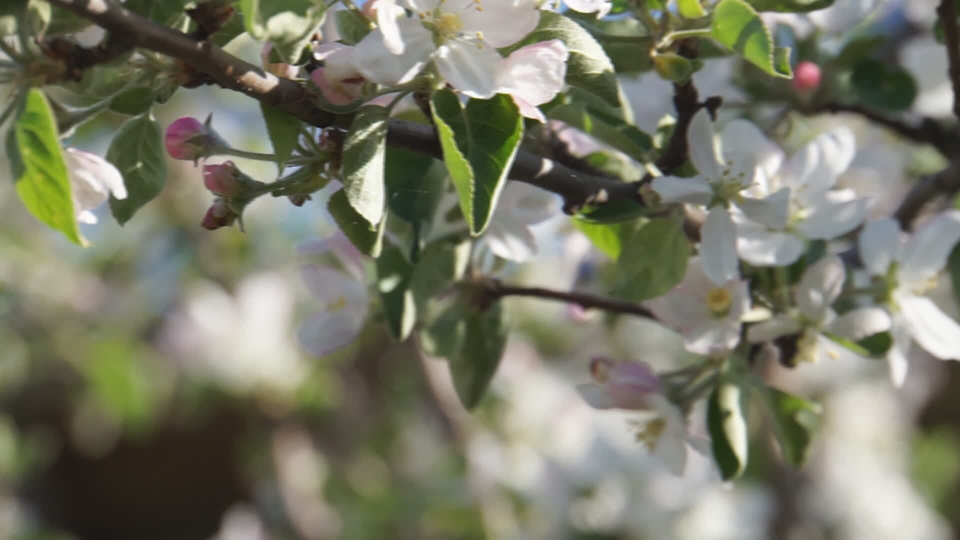 Apple blossom branches 10044837 Stock Video at Vecteezy